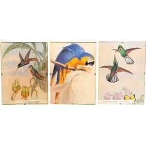 Vintage Set of 3 John Gould Bird Prints West Germany Frame Hummingbirds & Parrot